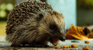 Hedgehog credit Christopher Morgan