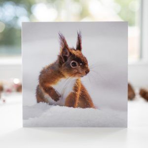 Red Squirrel in snow Christmas card