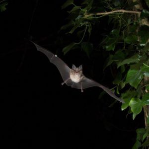 Rhinolophus ferrumequinum Greater horseshoe bat Drovers - square
