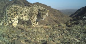 Snow leopard credit Snow Leopard Trust (USA) / Snow Leopard Conservation Foundation (Mongolia)