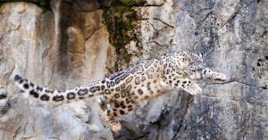 Snow leopard credit Emmanuel Keller