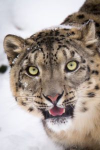 Snow leopard credit Alexander Oehrle