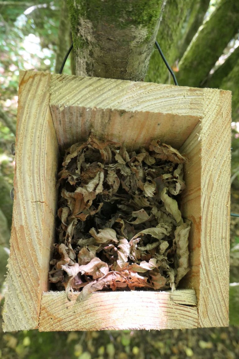 Hazel dormice, leaf nests and a hot, dry summer - PTES