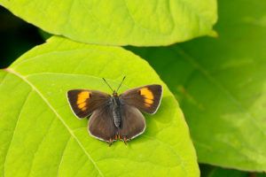 Brown-Hairstreak_Iain-H-Leach-Butterfly-Conservation