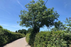H5-Dense-and-managed-hedge-on-bank-with-ash-tree-Megan-Gimber