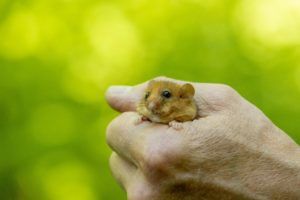 dormouse in hand