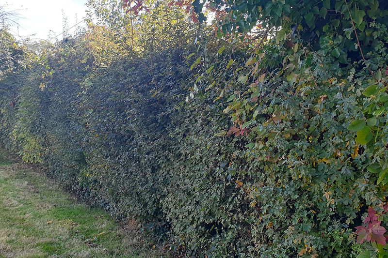 species-rich healthy hedge