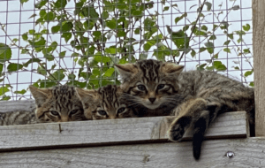 Scottish wildcat kittens credit Saving Wildcats