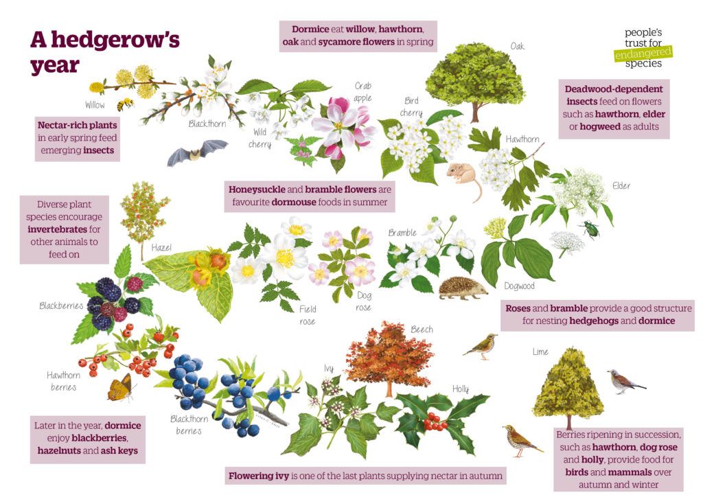 A hedgerow’s year with species names