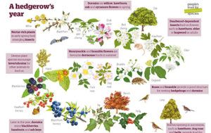 A hedgerow’s year with species names - thumbnail