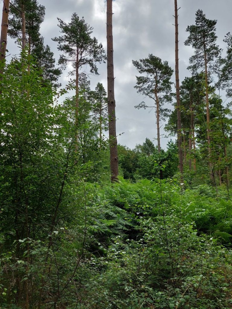 Area-of-woodland-where-mature-conifers-were-thinned-Broadwater-Warren