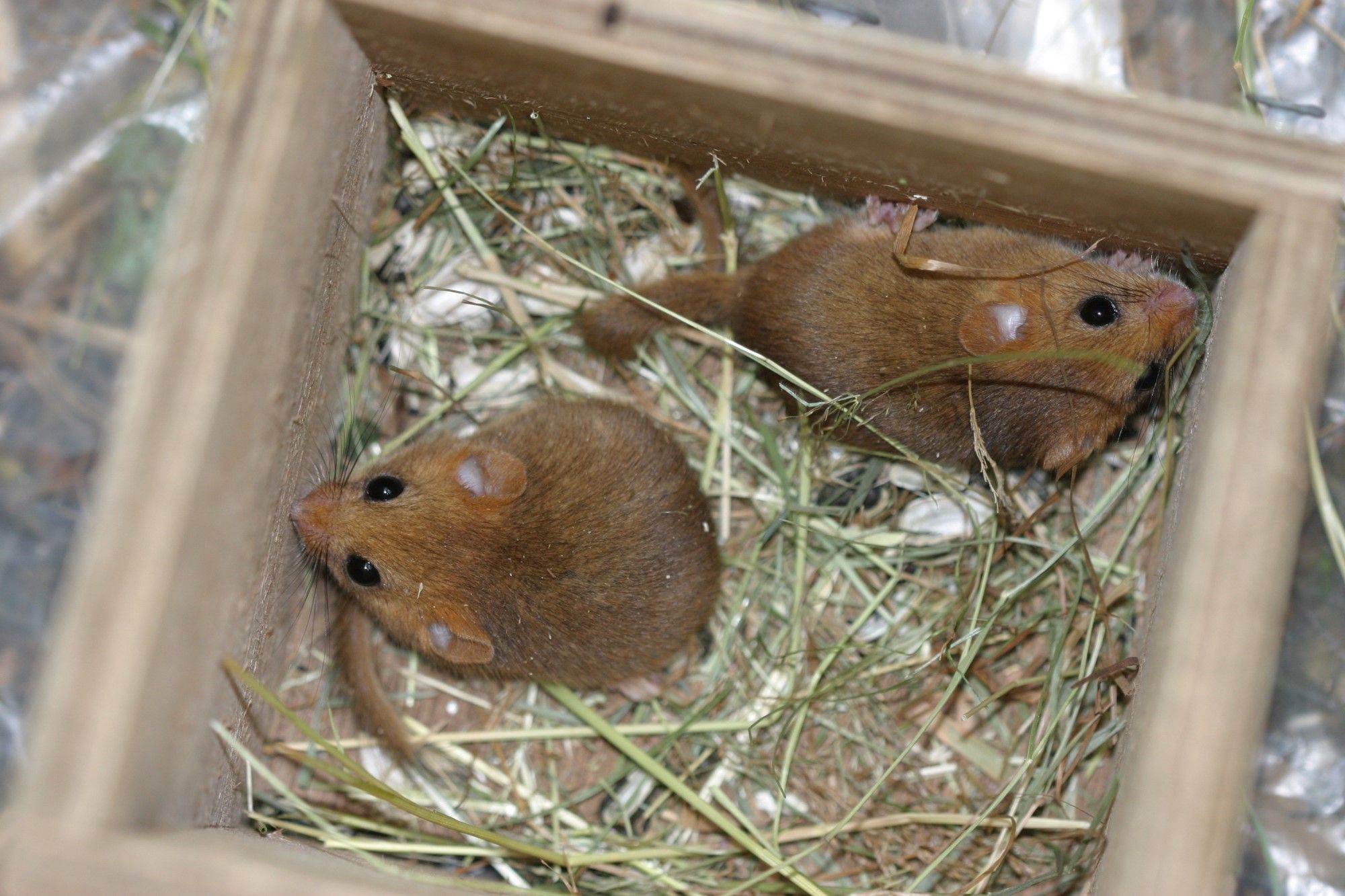 Ian White - Two dormice in a nest box