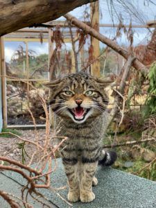Scottish wildcat credit Saving Wildcats