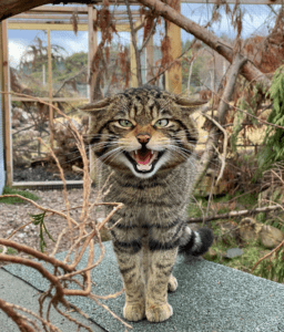 Scottish wildcat credit Saving Wildcats