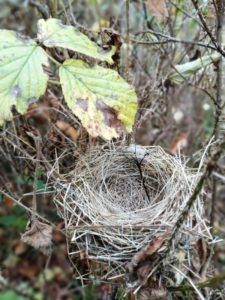 Types-of-nest-Germany-Nida-Al-Fulaij