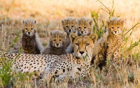 Cheetah-family. By Steve Mandel. Thumbnail