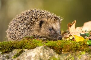 Hedgehog credit Coatesy/shutterstock.com