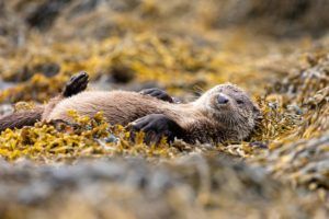 Otter by Paul Saunders