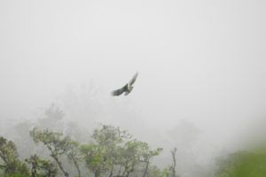 A black-and-chestnut eagle swooping over the forest