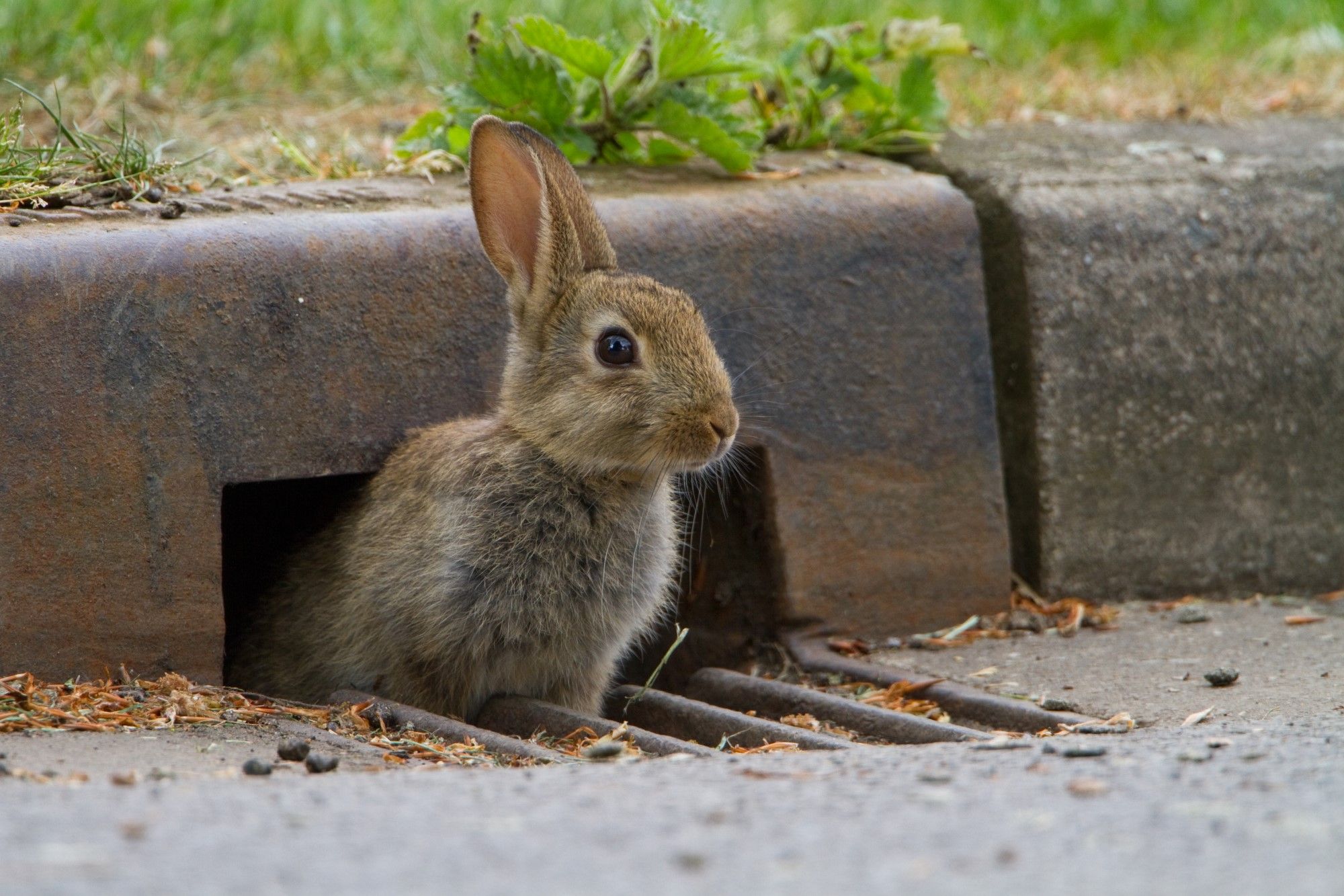 A wild rabbit in a road drain. Photo by Paul Bunyard