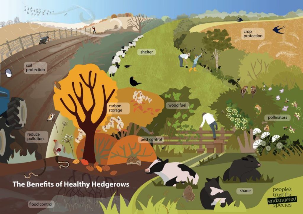 The Benefits of Healthy Hedgerows People's Trust for Endangered Species