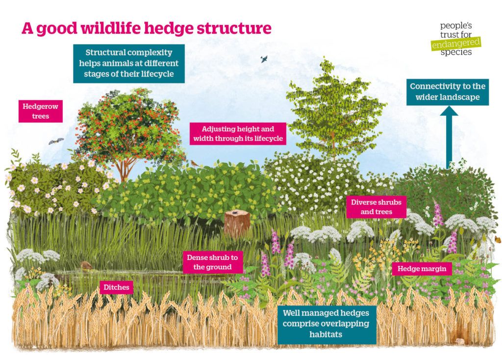 A-good-wildlife-hedge-structure-PTES