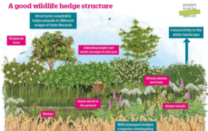 A good wildlife hedge structure PTES - thumbnail