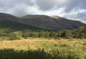 Wild Ennerdale. Exploring the Cumbrian countryside in the name of wood pasture conservation. Laura Bower