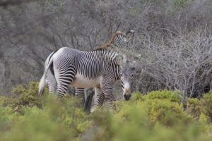 Grevy-Zebras-spotted-adjacent-to-restored-areas