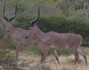 Hirola-antelope