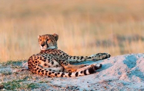 Rebecca Klein - Kalahari cheetah relaxing in sunset. Thumbnail
