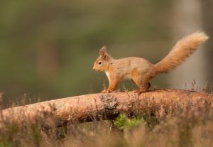 Red-squirrel_Peter-Cairn-for-Trees-for-Life-project