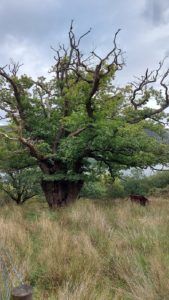 old-oak-and-Shorthorn-at-Glencoyne