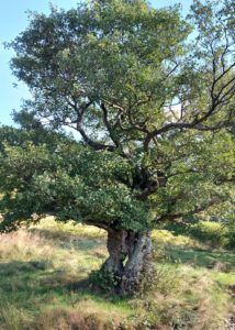 old-tree-Gowbarrow