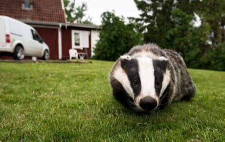 Badger in garden mariemattsson Shutterstock - thumbnail