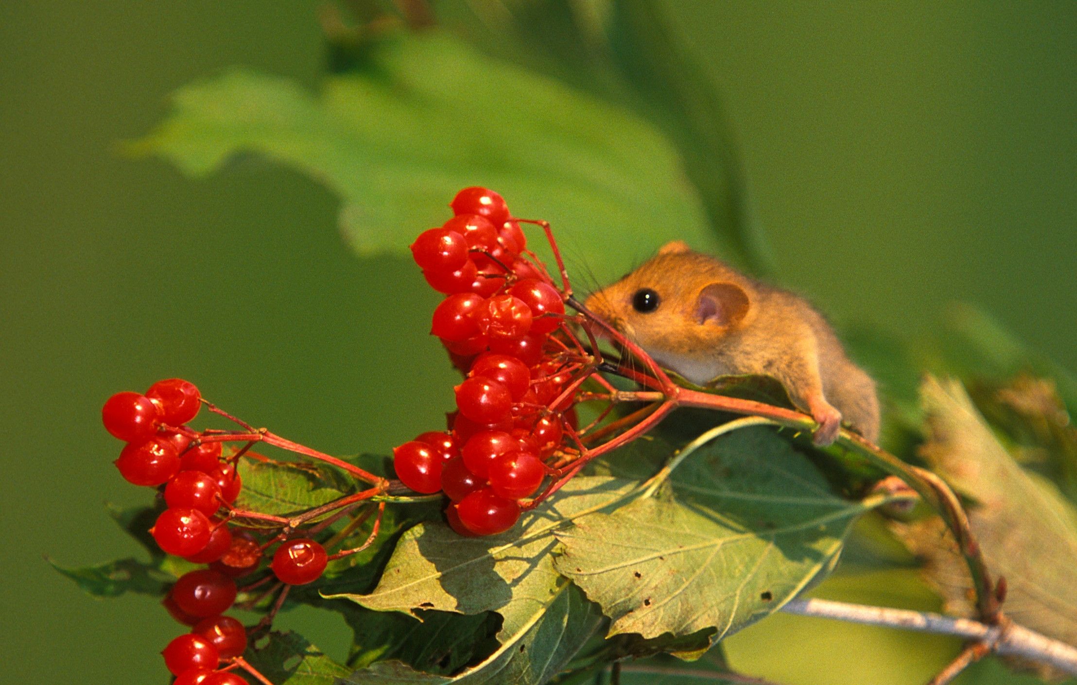 Dormouse COULANGES Shutterstock-