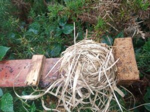 Dormouse-nest-from-Goss-Moor-nest-tube-by-John-Sproull