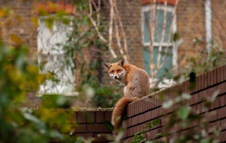 Fox on a urban garden wall Jakub Rutkiewicz shutterstock - thumbnail