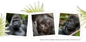 Gorilla appeal - Support a Gorilla Guardian PTES trio of images