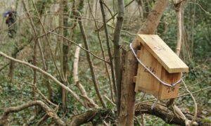 Ian White - Dormouse nest box - What3words People's Trust for Endangered Species