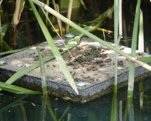 Latrine raft with active water vole signs image credit Andrew Dyer