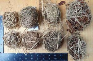 Tregonetha-nests-on-right-compared-to-typical-harvest-mouse-nests.-Note-larger-size-and-presence-of-leaves-in-DM-nests.-HM-nests-once-removed-usually-include-long-pieces-od-grass-where-nest-has-been-att