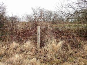 View-of-Tregonetha-site-with-Molinia-tussocks-on-hedge-line-dormouse-nests-were-located-on-either-side-of-the-fence-post-at-a-height-of-about-25cm.
