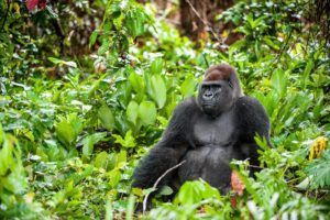Wester lowland gorilla by Sergey Uryadnikov Shutterstock. Support a Gorilla Guardian