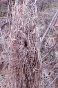 harvest-mouse-nest-from-tree-guard-showing-attachment-to-grasses.