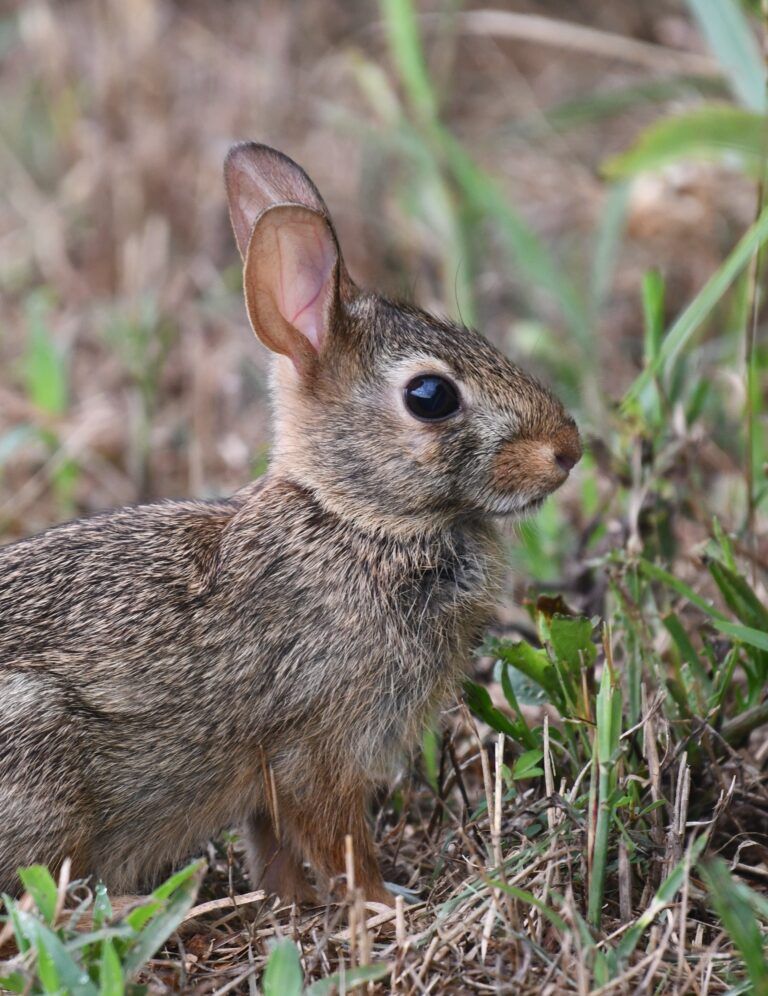 The year of the rabbit - People's Trust for Endangered Species