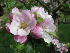 Apple blossom orchard - PTES