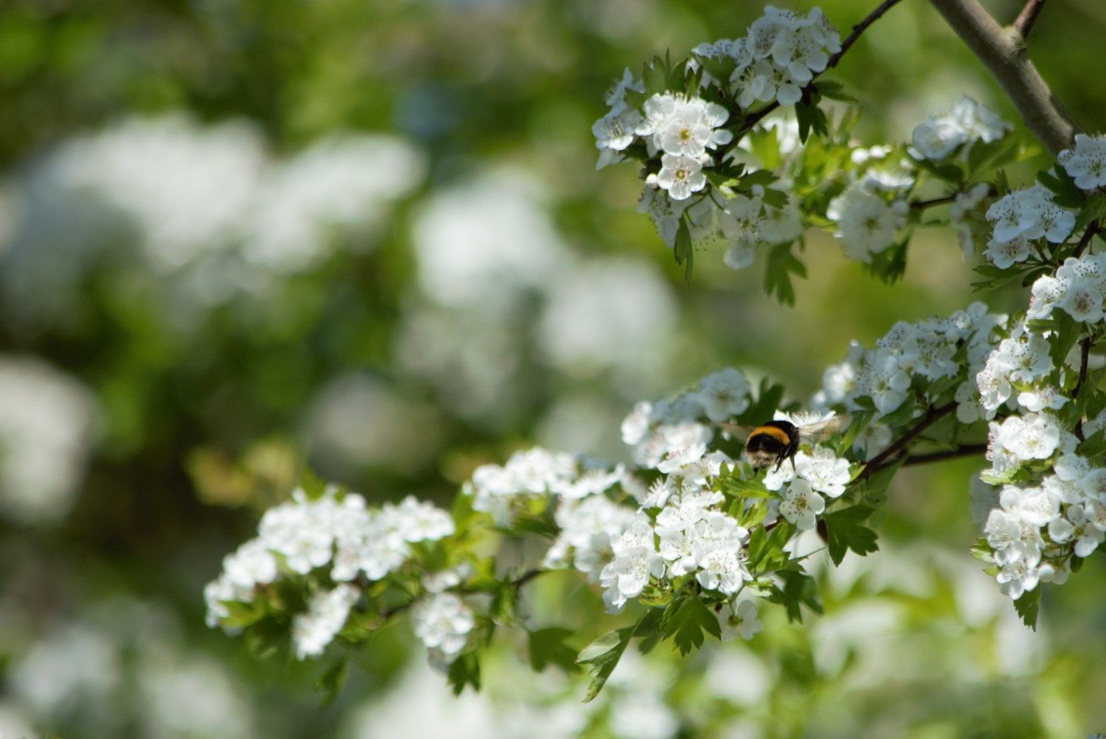 Bumblebee on hawthorn hedge blossom flowers. Credit Megan Gimber. Resized
