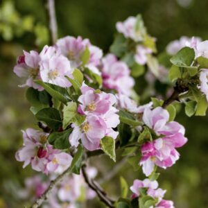 Coton Orchard Blossom - Anna Gazey