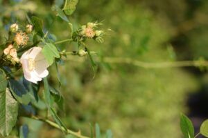 Rose-in-hedge.-Credit-Megan-Gimber-